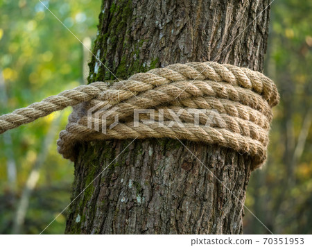 A thick hemp rope is wound around a tree.  70351953