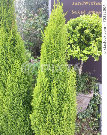 flat leaf parsley plant Parsley Plant 'Italian Flat Leaf'