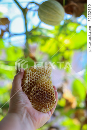 Honeycomb Nest Mitsu Com Honey 70352480