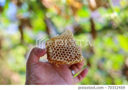 Honeycomb Nest Mitsu Com Honey 70352489