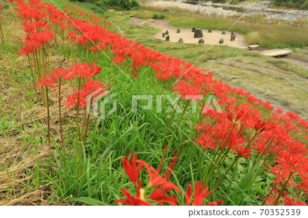 Cluster amaryllis Minakami Onsen Suwakyo Cluster amaryllis Minakami Onsen Suwakyo 70352539