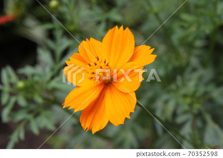 Kibana波斯菊/黃花波斯菊 70352598