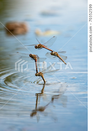 Spawning of Sympetrum frequens (two-state synthesis) 70352599