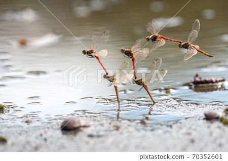 Sympetrum frequens spawning (three-state synthesis) 70352601