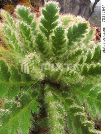Himalayan alpine plants 70352644