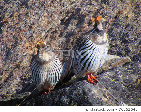 喜馬拉雅鳥 70352645