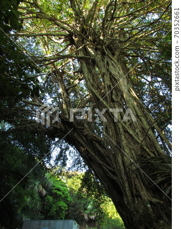 Tokyo, Ogasawara, Hahajima, Banyan Tokyo, Ogasawara, Hahajima, Banyan 70352661