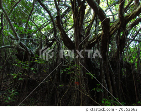 Tokyo, Ogasawara, Hahajima, Banyan 70352662
