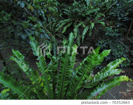 Tokyo, Ogasawara, Hahajima, Asplenium antiquum 70352663
