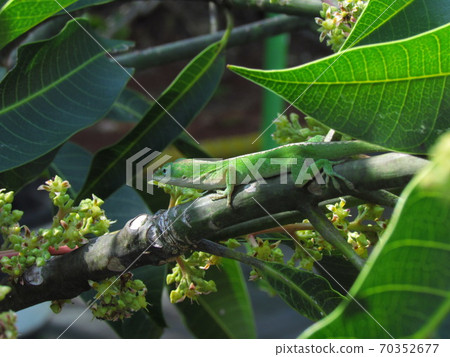Tokyo / Ogasawara / Green anole 70352677