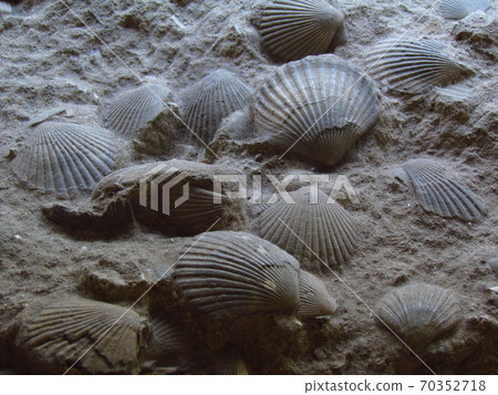 Tochigi Prefecture, bivalve fossils 70352718