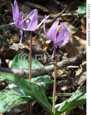 Nagano prefecture, wild grass, erythronium Nagano prefecture, wild grass, erythronium 70352721