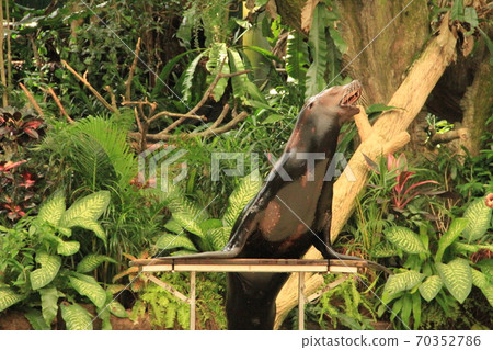Barking Sea Lion Barking Sea Lion 70352786