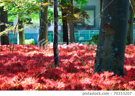 Sokouin（千葉縣松戶市）盛開的Higanbana 70353207