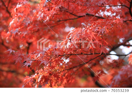 beautiful red leaves under the bright sun light view in japan garden at Kyoto beautiful red leaves under the bright sun light view in japan garden at Kyoto 70353239