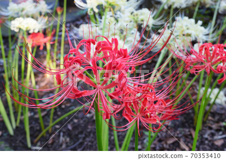索古因的紅色和白色Higanbana(千葉縣松戶市) 索古因的紅色和白色Higanbana(千葉縣松戶市) 70353410