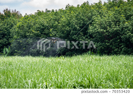 Agriculture drone farming fly to spray fertilizer on the sugarcane fields. Industrial agriculture and smart farming drone technology Agriculture drone farming fly to spray fertilizer on the sugarcane fields. Industrial agriculture and smart farming drone technology 70353420