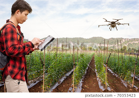 Smart farmer using technology control agriculture drone farming fly to spray fertilizer or Insecticide on the fields. Industrial agriculture and smart farming drone technology smart farm concept 70353423