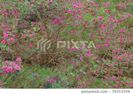 Seven herbs of autumn Hagi flowers Seven herbs of autumn Hagi flowers 70353549