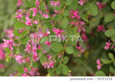 Seven herbs of autumn Hagi flowers 70353558