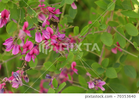 七Ha花的七種草藥 七Ha花的七種草藥 70353640
