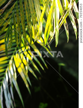 close up crop view of green yellow brown decorate betel palm leafs outdoor selective focus for natural fresh tropical color mood backdrop background close up crop view of green yellow brown decorate betel palm leafs outdoor selective focus for natural fresh tropical color mood backdrop background 70354053