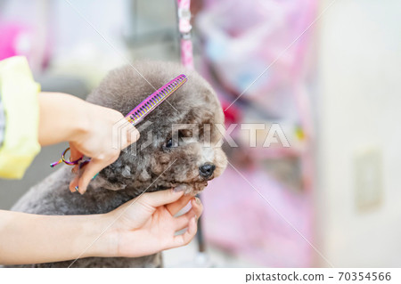 Woman trimming a dog Woman trimming a dog 70354566