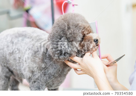 Woman trimming a dog Woman trimming a dog 70354580