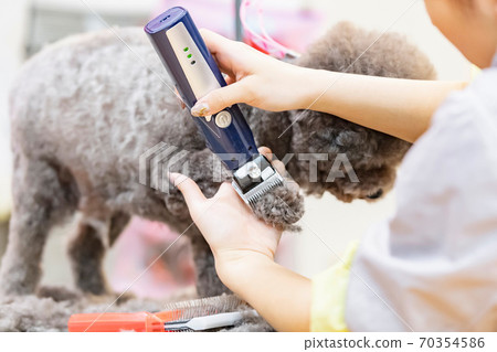 Woman trimming a dog 70354586
