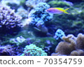 珊瑚礁和熱帶魚 70354759