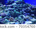 珊瑚礁和熱帶魚 70354760