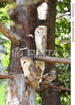 Owl Forest in Yufuin Floral Village 70355152