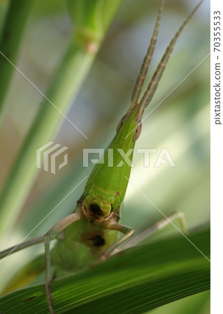 Face up of the grasshopper Face up of the grasshopper 70355533