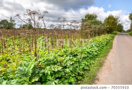 Cow parsnip or the toxic hogweed in summer 70355910