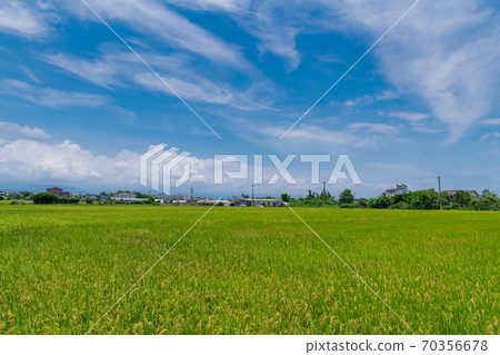 宜蘭，Hitata，Golden稗，台東池上，白郎大同，池上稻米，台丹，秋田，小寒 70356678