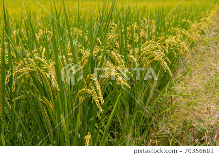 Yilan, Sakita, Golden Taitung, Taitung Ikegami, Hakuro Daido, Ikegami Rice, Taiwan, Akiten, Osamu 70356681