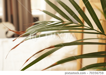 Living space or hotel room in a Scandinavian style. Green plant 70356759