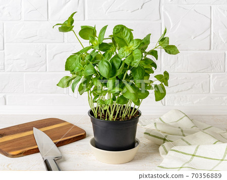 Fresh green potted basil on a white wood kitchen table. Home planting.  70356889