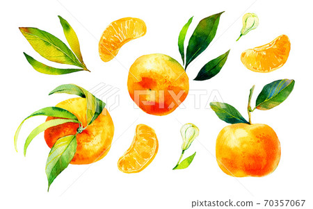 Watercolour bright sketch of ripe mandarin fruit. Watercolor illustration for any colourful design. Hand drawn mandarin isolated on white background. Watercolour bright sketch of ripe mandarin fruit. Watercolor illustration for any colourful design. Hand drawn mandarin isolated on white background. 70357067