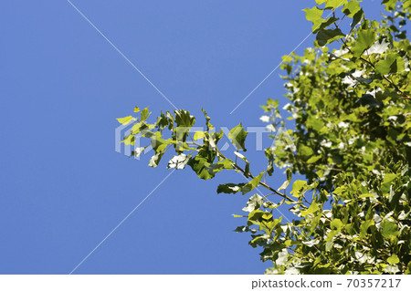 Lombardy poplar Lombardy poplar 70357217