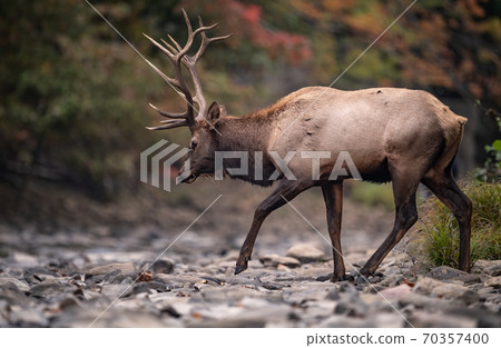 Wild Elk During Rut  70357400