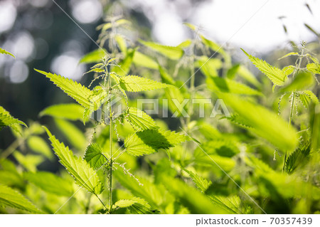 Fresh and healthy nettle on the meadow, heebal and medical concept 70357439