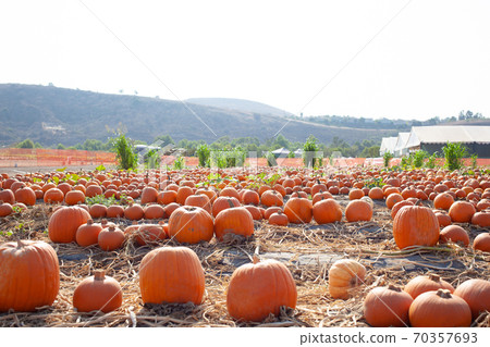 南瓜場 70357693