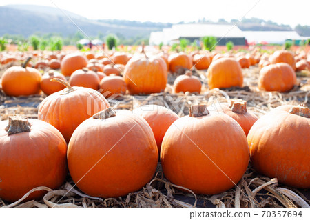 南瓜場 南瓜場 70357694