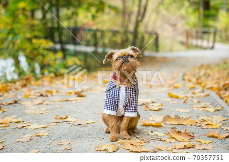 Brussels Griffon in autumn on a walk in the Park 70357751