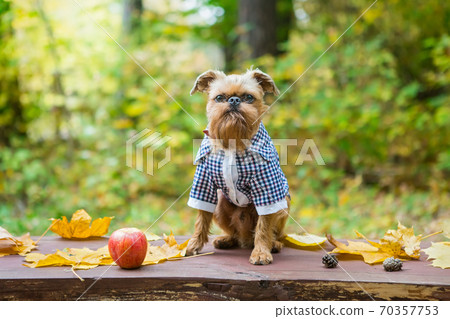 Brussels Griffon in autumn on a walk in the Park 70357753