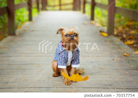 Brussels Griffon in autumn on a walk in the Park 70357754