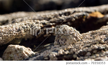 Close-up in and around beach rock pools with shells and barnacles in sunlight 70358353
