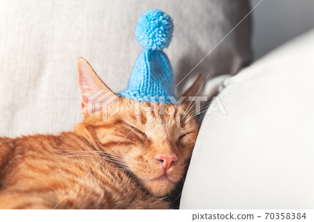 Cute ginger cat in xmas hat Cute ginger cat in xmas hat 70358384