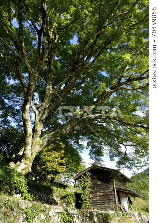 Maple Maple 70359858